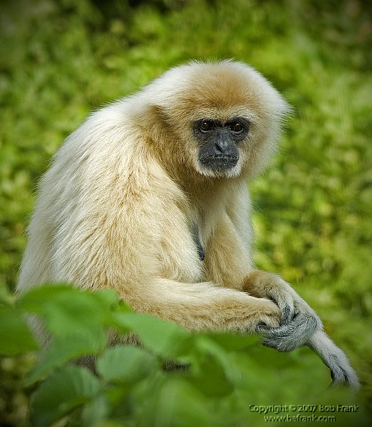 Gibbon1.jpg