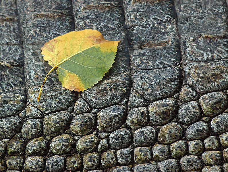 Leaf_on_Gator.jpg