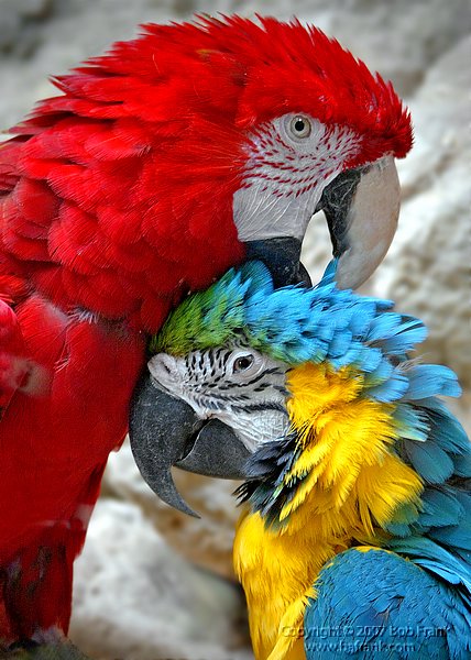Macaws3.jpg