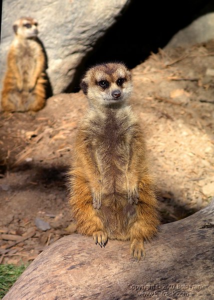 animal1.jpg