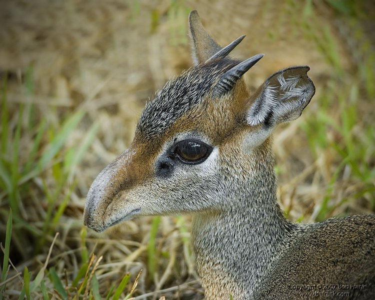 baby_deer.jpg
