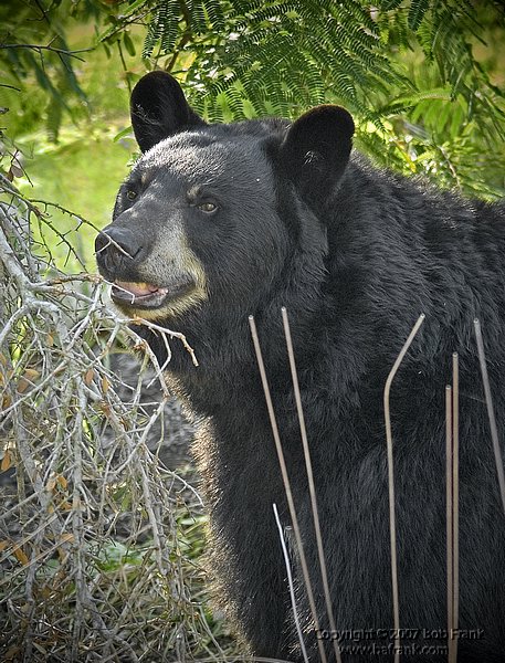 bear1_crop.jpg