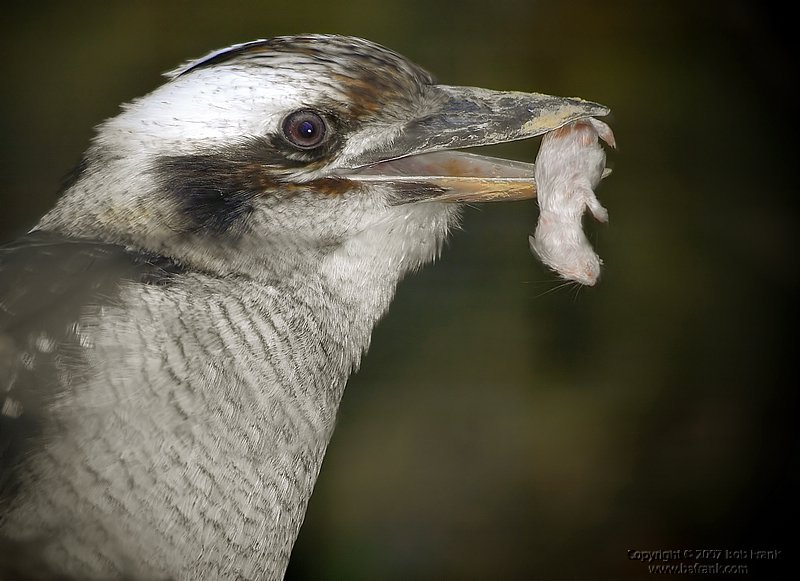 bird with mouse.jpg