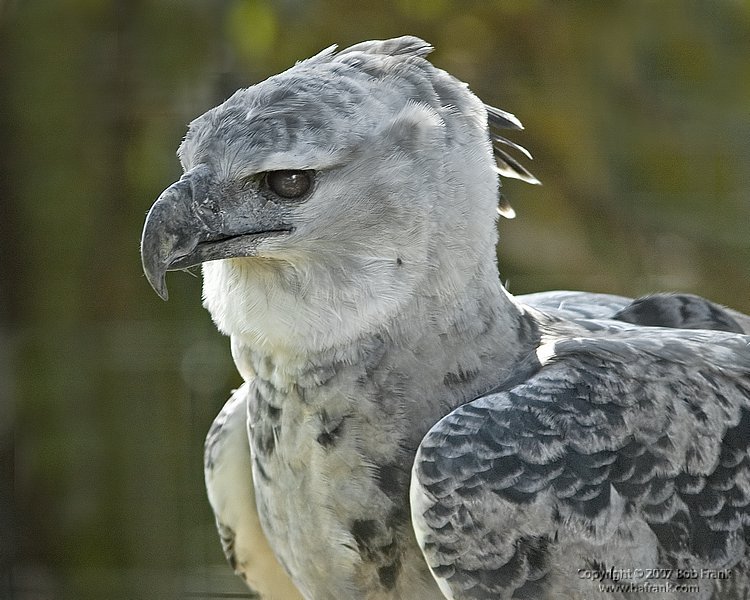 bird.jpg