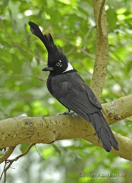 black_bird.jpg