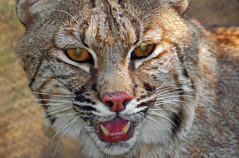 bobcat_rev.jpg