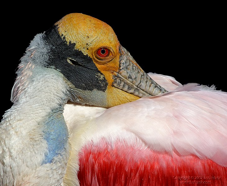 colorfull bird resting_rev.jpg