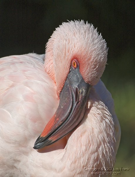 flamingo1.jpg
