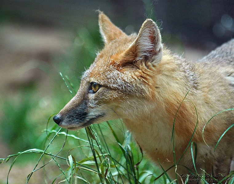 fox.jpg