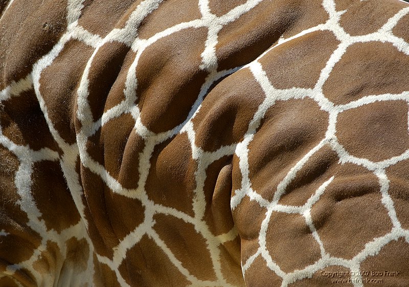 giraff_skin.jpg