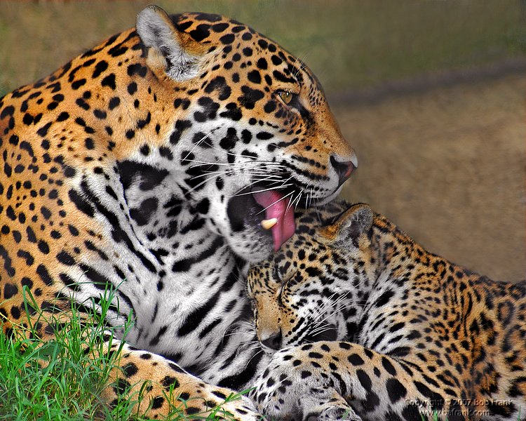 jaguar_rev4.jpg
