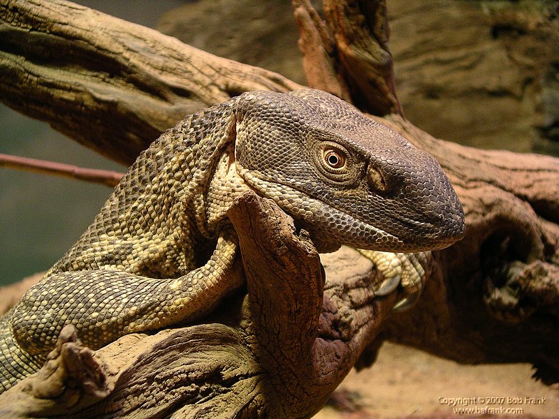 reptile1.jpg