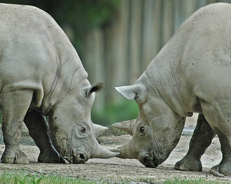 rino copy3.jpg
