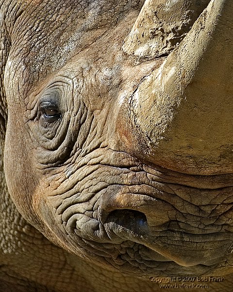 rino2_cs2.jpg