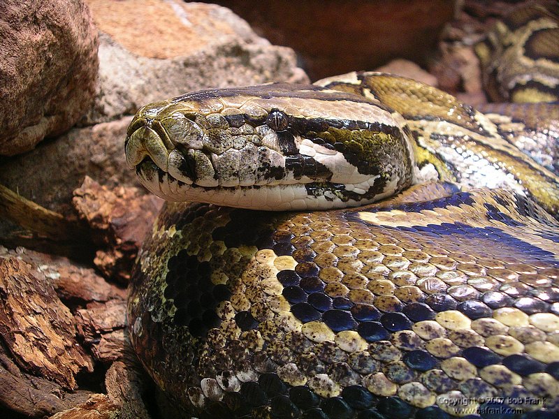 snahe3.jpg