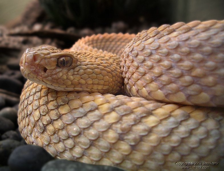 snake2.jpg
