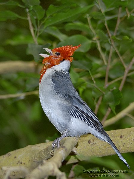 song_bird.jpg