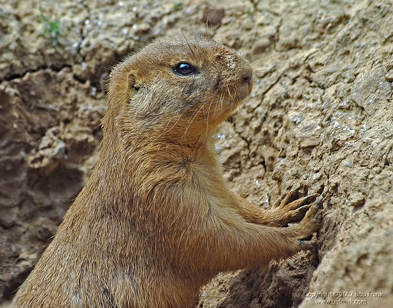 squirrel.jpg