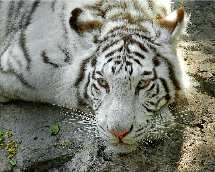 white tiger3.jpg