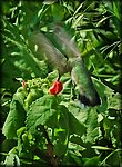 DSC_0469_rev2.jpg