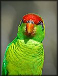 DSC_1017.jpg