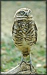 DSC_1049.jpg