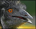 Emu2.jpg