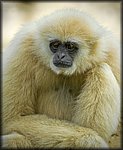 Gibbon2a.jpg