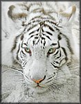 High_Key_white tiger.jpg