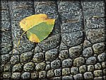 Leaf_on_Gator.jpg