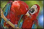 Macaws Scratching.jpg