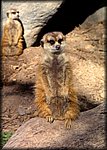 animal1.jpg