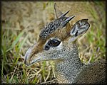 baby_deer.jpg