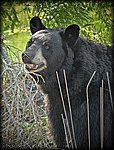 bear1_crop.jpg