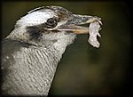 bird with mouse.jpg