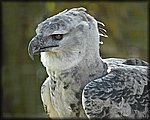 bird.jpg