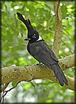 black_bird.jpg