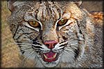 bobcat_rev.jpg