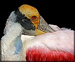 colorfull bird resting_rev.jpg