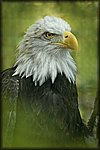 eagle2.jpg