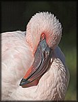 flamingo1.jpg