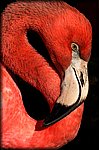 flamingo_face.jpg