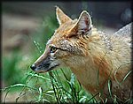 fox.jpg