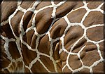 giraff_skin.jpg