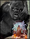girl_gorilla6.jpg