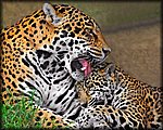 jaguar_rev4.jpg
