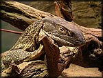 reptile1.jpg