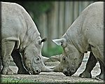 rino copy3.jpg