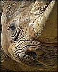 rino2_cs2.jpg
