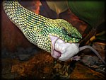 snake eating mouse.jpg